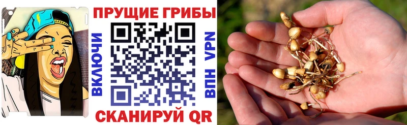 Галлюциногенные грибы GOLDEN TEACHER Красный Холм